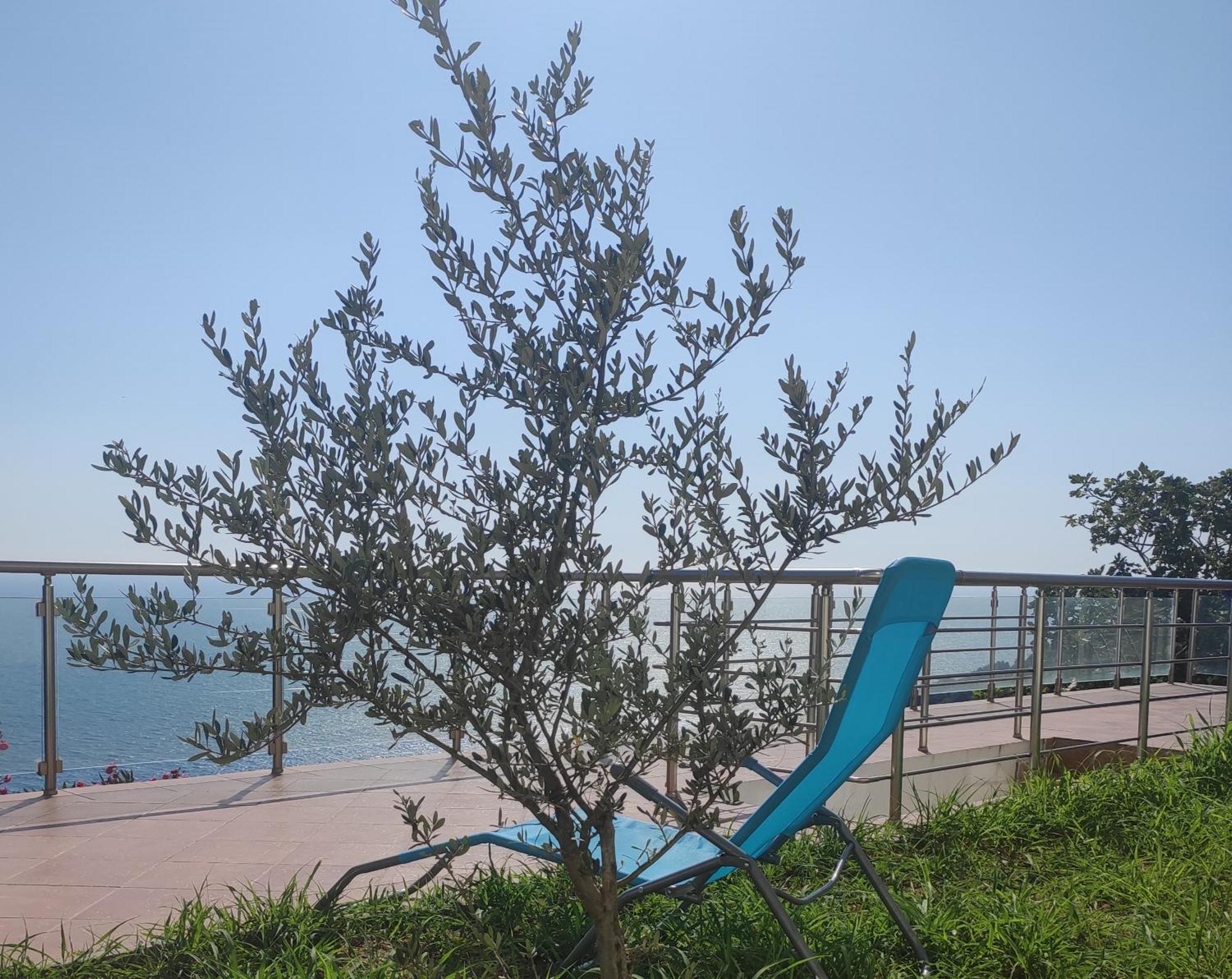 Apartment Oliva Ulcinj Exteriér fotografie